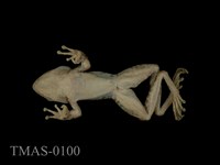 Swinhoe's brown frog Collection Image, Figure 9, Total 11 Figures